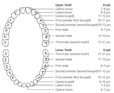 Eruption Patterns – Pediatric Dental Blog